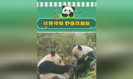 最新爆料熊猫视频,揭秘幕后真相，带你走进神秘世界